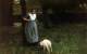 MAUVE, Anton