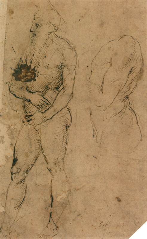 Nude studies, probably for St Jerome by RAFFAELLO Sanzio
