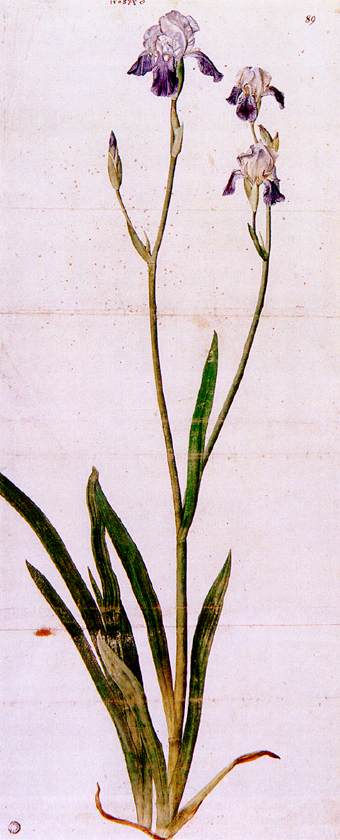 Iris by DÜRER, Albrecht